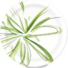 Amazon Basics Everyday Paper Plates, 8.62 Inch, Disposable, ...