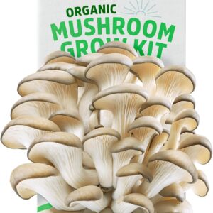 Back to the Roots Organic Oyster Mushroom Grow Kit, Harvest ...