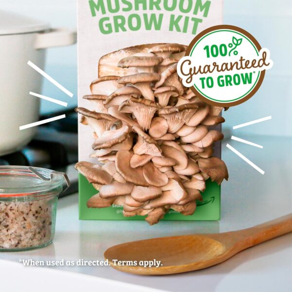 Back to the Roots Organic Oyster Mushroom Grow Kit, Harvest ...