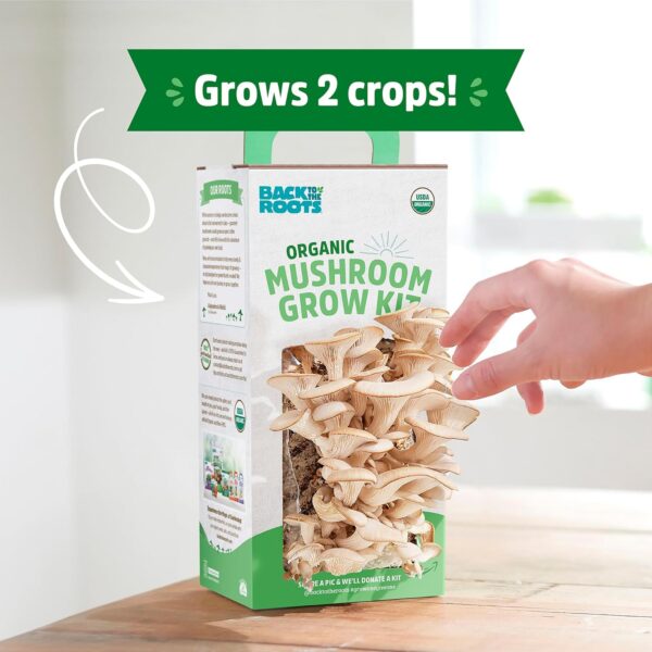Back to the Roots Organic Oyster Mushroom Grow Kit, Harvest ...