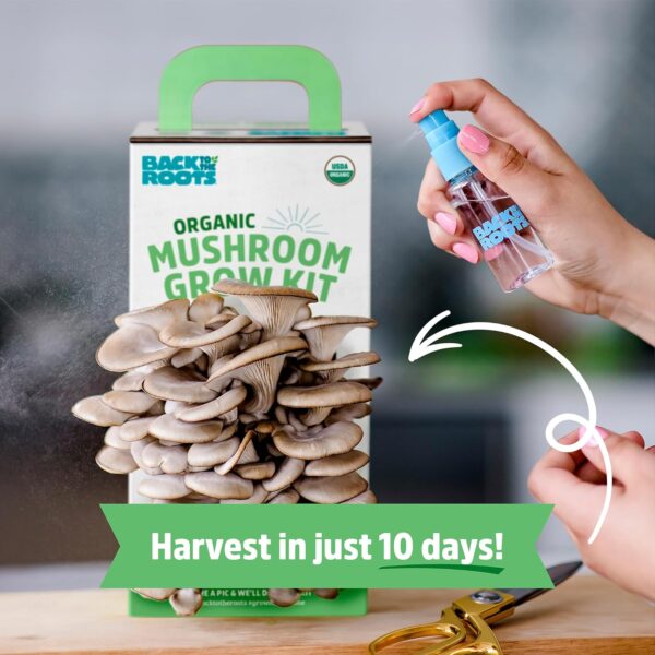 Back to the Roots Organic Oyster Mushroom Grow Kit, Harvest ...