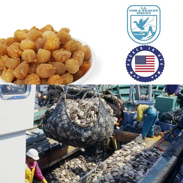 DOL 1LB Natural Sun Dried Top Graded Scallop Conpoy （小干貝 瑤柱淡...